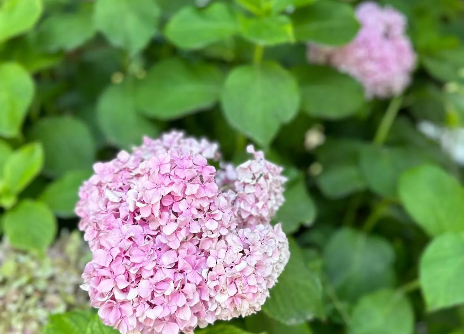 Guest house Flower'S Home Orikum